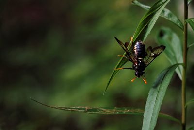 Close-up of insect