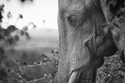 Pensive proboscidea. chobe park elephant