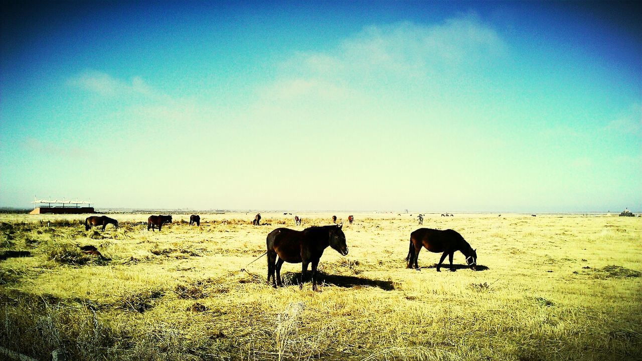 animal themes, domestic animals, mammal, livestock, landscape, field, sky, horse, blue, grazing, nature, tranquility, tranquil scene, grass, horizon over land, copy space, cow, beauty in nature, herbivorous, full length