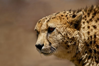 Close up head and shoulders portrait of a cheetah, acinonyx jubatus, one of africas' big cats.