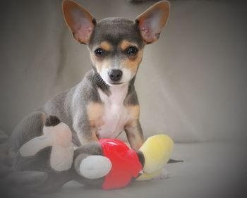 Portrait of chihuahua puppy with stuffed toy
