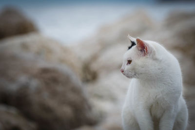 Close-up of a cat looking away