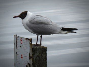 Seagull perching on wooden post