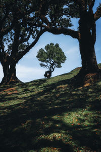 Low angle view of tree on field against sky