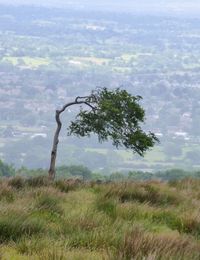 Tree on field against sky