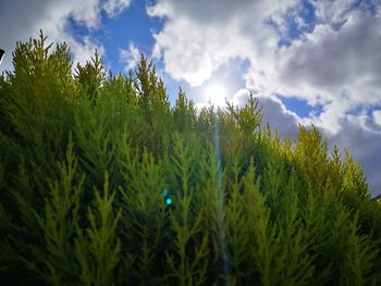 Low angle view of trees against sky