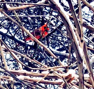 Close-up of bird on branch