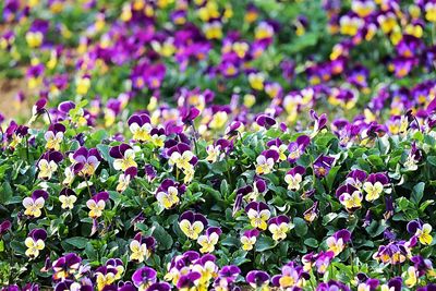 Close-up of fresh purple flowers blooming in field