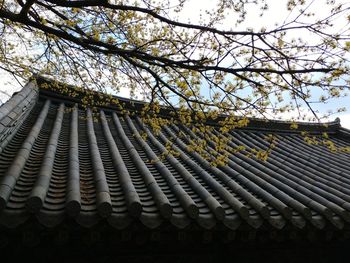 Low angle view of tree against sky