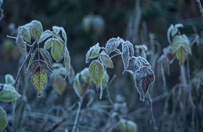 Close-up of wilted plant on field