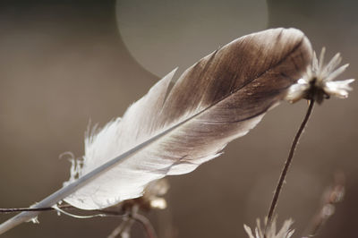 Close-up of wilted flower