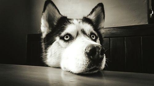 Close-up portrait of dog