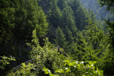 High angle view of trees in forest