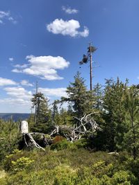 Plants growing on land against sky