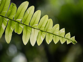 Close-up of green leaves on plant
