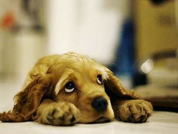 Close-up portrait of dog