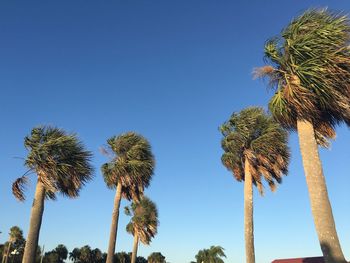 Low angle view of palm trees against blue sky