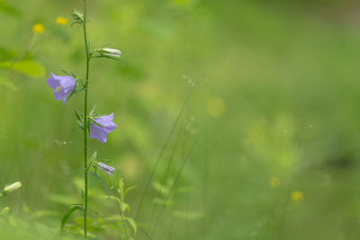 Close-up of flowers blooming outdoors