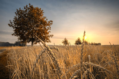 Scenic view of field against sky during sunset