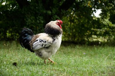 Close-up of rooster on field