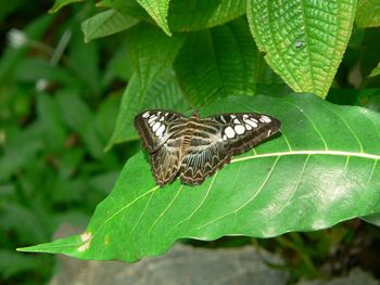 Close-up of butterfly on leaf