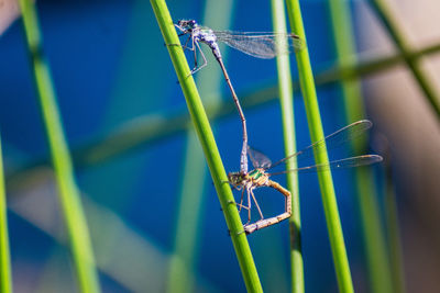 Close-up of insect on grass