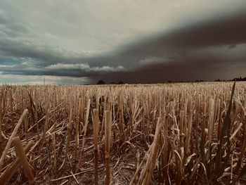 Scenic view of agricultural field against sky