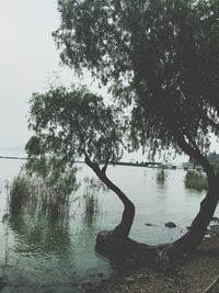 Reflection of trees in calm lake