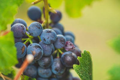 Beautiful bunch of black nebbiolo grapes with green leaves in the vineyards of barolo, langhe, italy