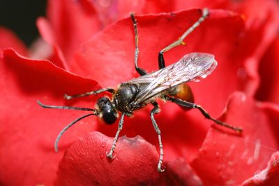 Close-up of wild bee on red flower