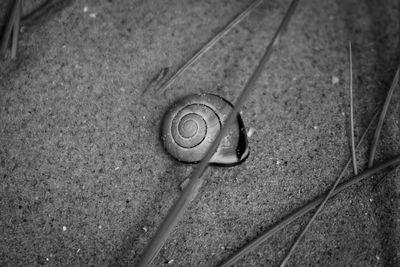 Close-up of snail on metal