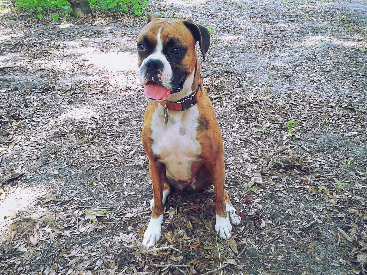 dog, pets, domestic animals, animal themes, mammal, portrait, pet collar, sticking out tongue, canine, outdoors, day, no people, puppy, alertness, animal, close-up, nature, animal head