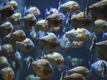 Close-up of red piranha fish swimming in aquarium