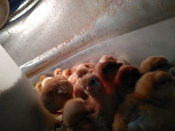 High angle view of birds on floor