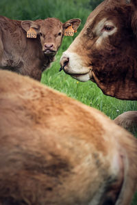 Cows in a field