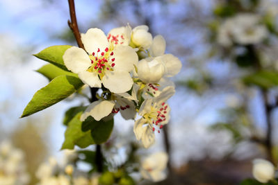 Close-up of cherry blossoms on tree
