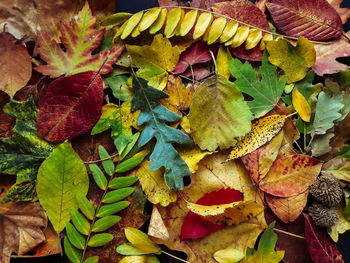 Full frame shot of autumn leaves