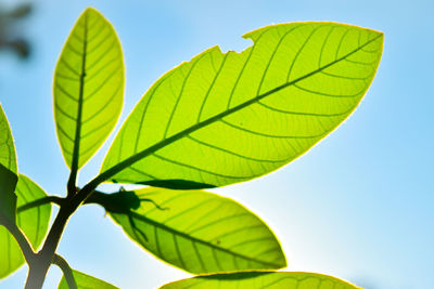 Low angle view of green leaves against sky