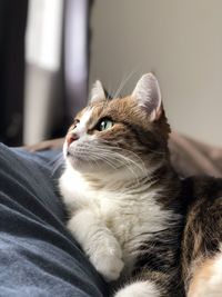 Close-up of cat looking away at home