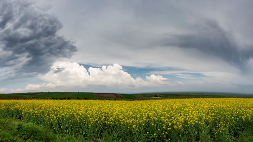Scenic view of oilseed rape field against cloudy sky