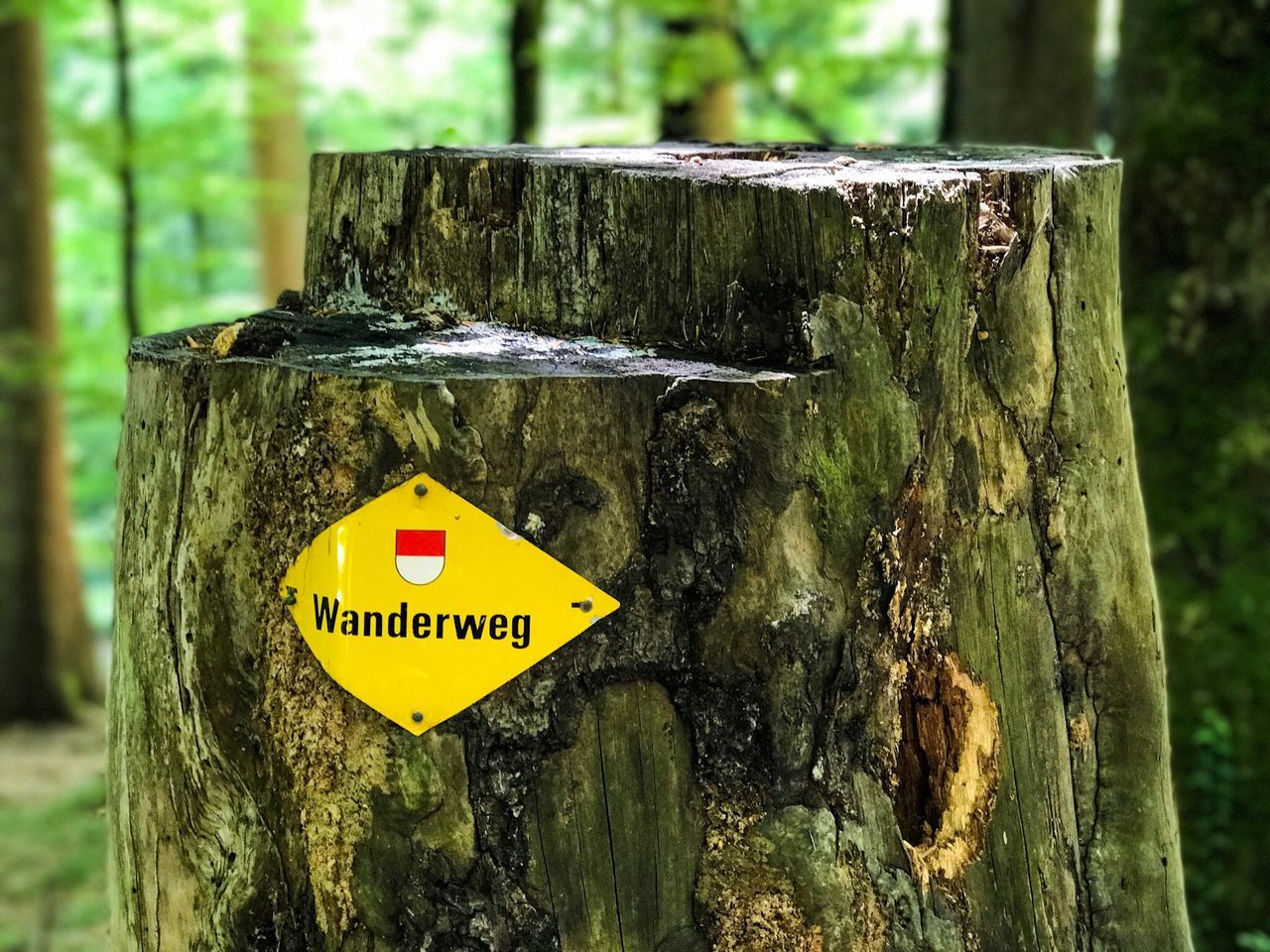 tree trunk, tree, text, yellow, day, communication, focus on foreground, textured, warning sign, no people, wood - material, outdoors, close-up, nature