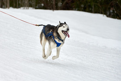 Dog running on snow covered land