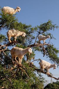 Low angle view of goats standing on tree branches against sky