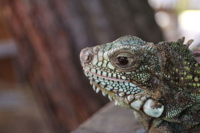 Close-up of a lizard