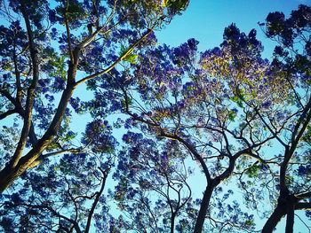 Low angle view of tree against blue sky