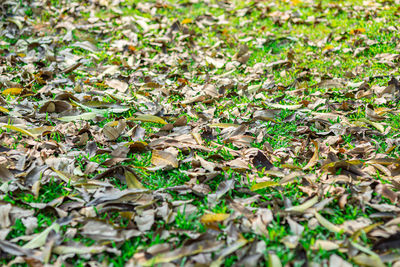 High angle view of leaves on field