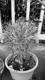 Close-up of potted plant