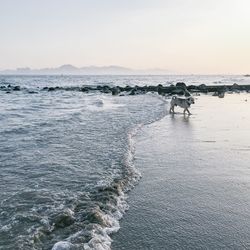 Scenic view of sea against clear sky