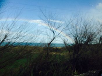 Bare trees on landscape