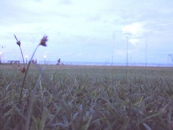 Close-up of wheat field against sky